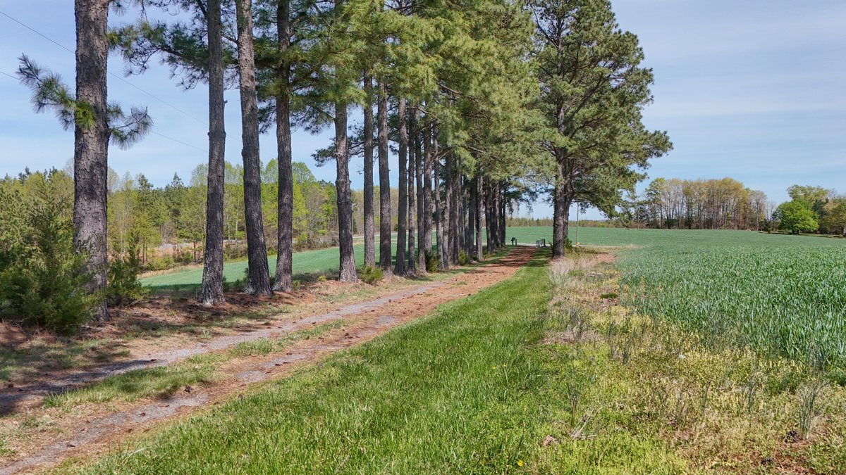 Image for **SOLD** 95.5± Acres In Gladys Being Sold in Multiple Tracts