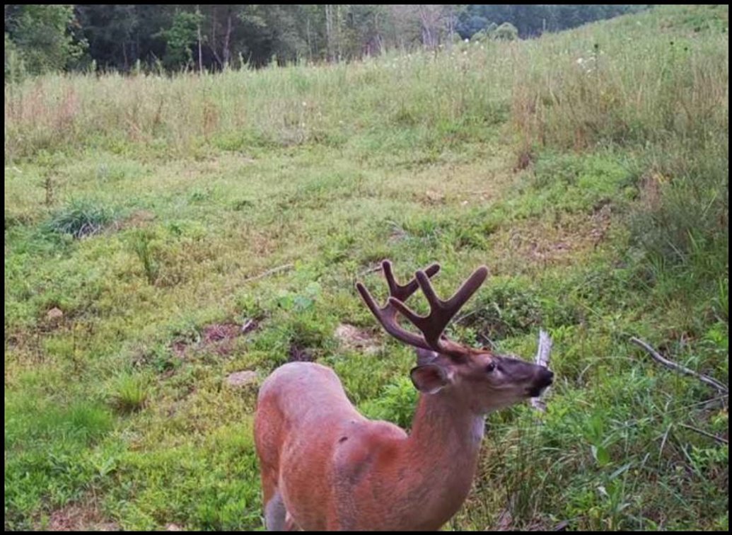 Virginia Mountain Acreage Tracts