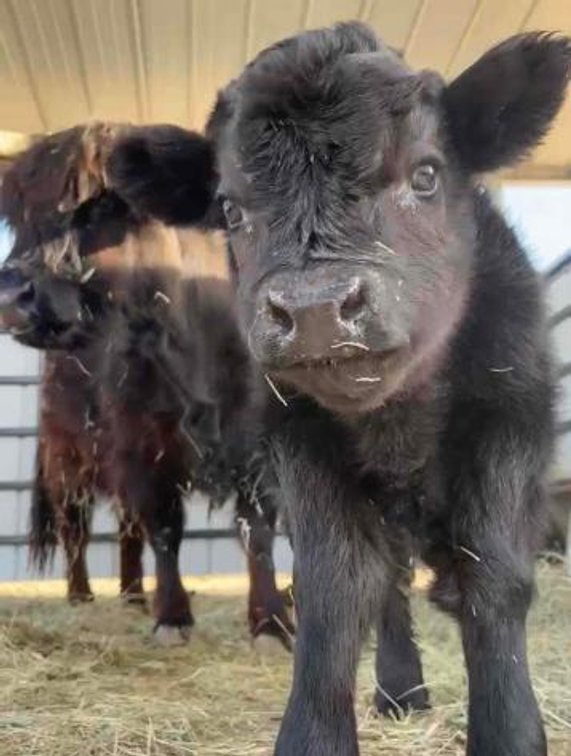 Image for San Bernardino County PRCA Rodeo Sponser Auction