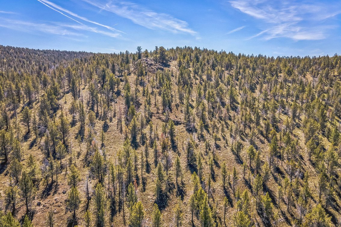 Image for Modoc Meadow