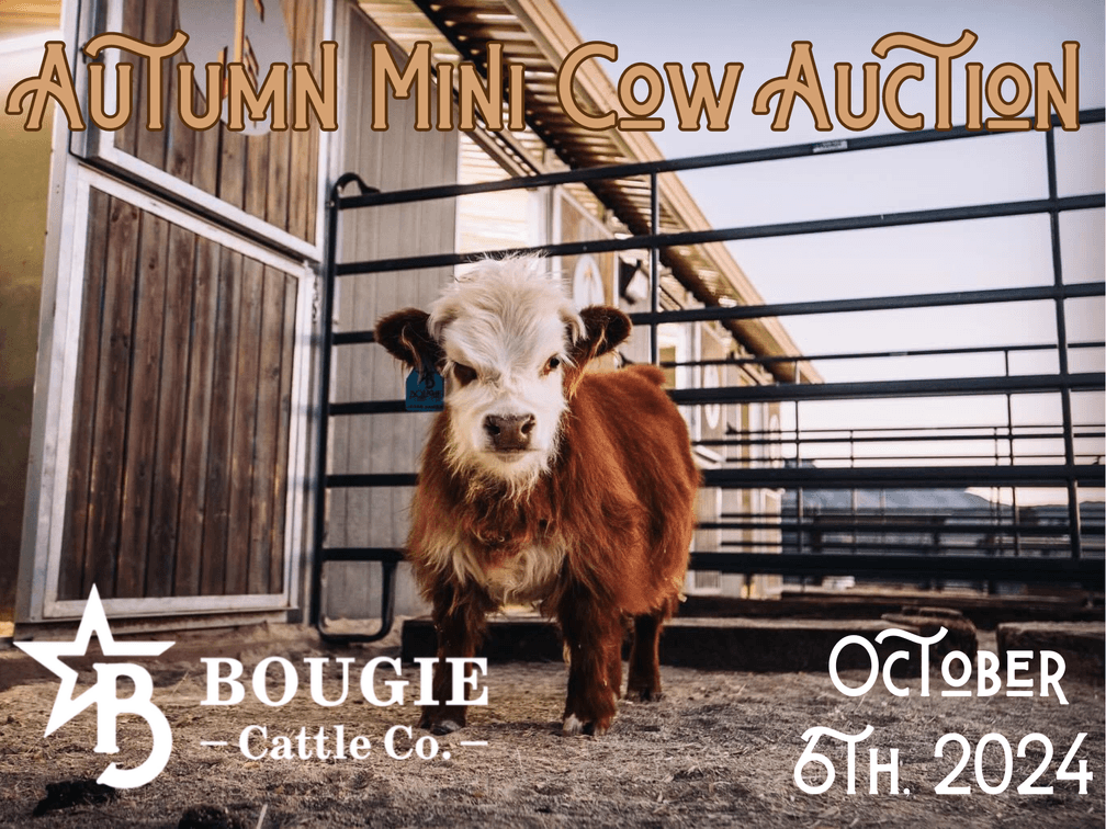 Image for Autumn Mini Cow Auction