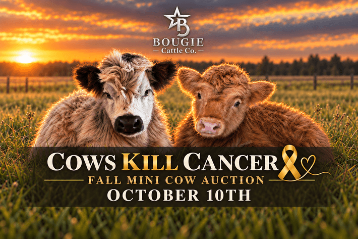 Image for Cows Kill Cancer Fall Mini Cow Auction