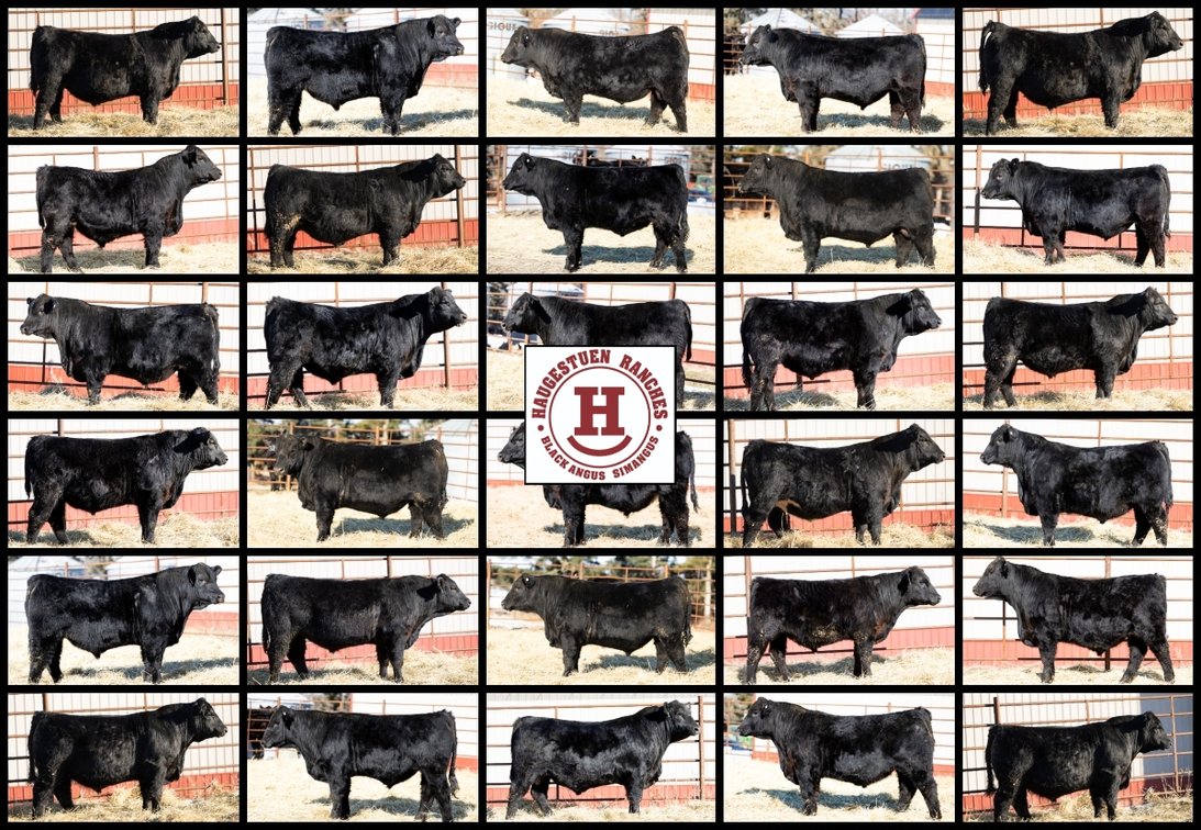 Image for 2026 Haugestuen Ranches Build Your Herd Auction