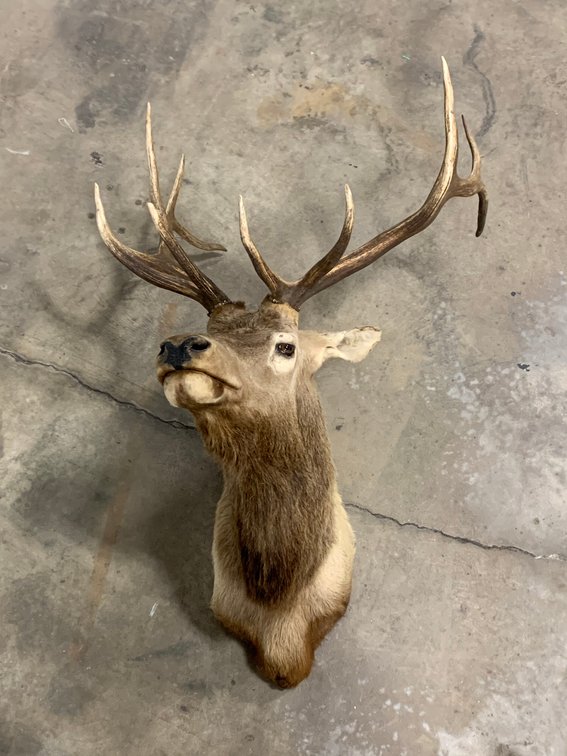 Image for Winter 2024 Guns, Knives, Taxidermy Auction