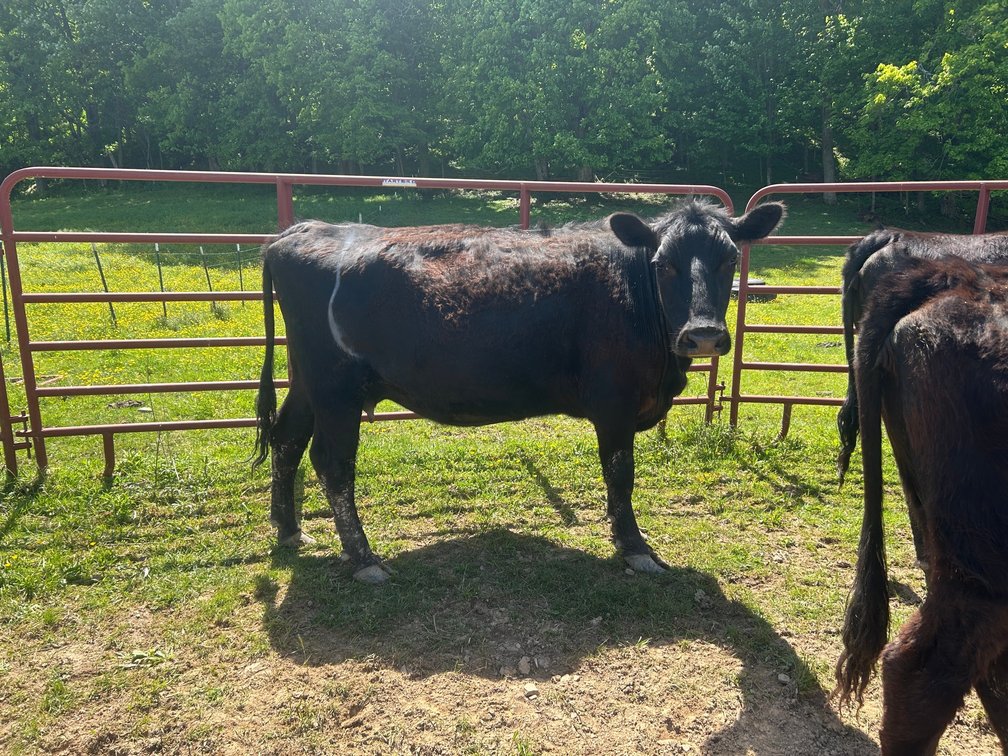Image for Buckhannon, WV – Farm Equipment, Tractors, BMW 635 CSI, Cattle, Donkeys