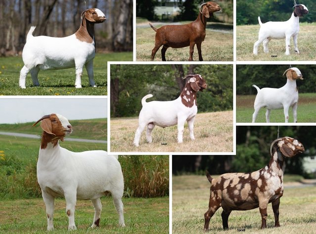 Image for VA Is For Boer Goat Lovers Sale
