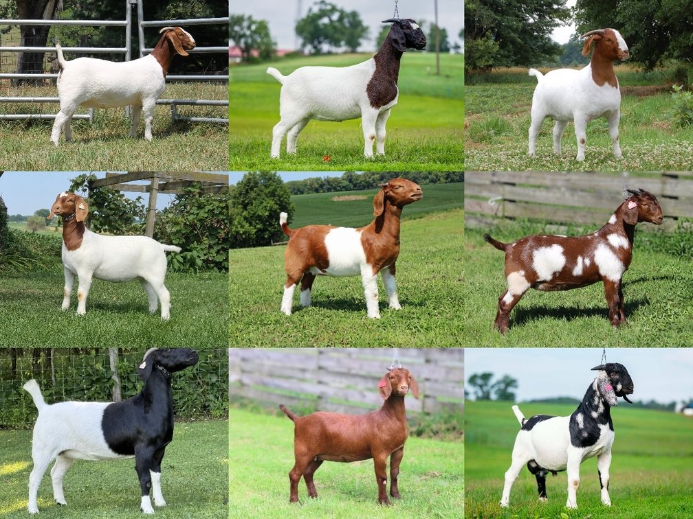 Image for VA Is For Boer Goat Lovers Sale