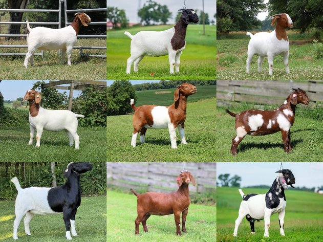 Image for VA Is For Boer Goat Lovers Sale
