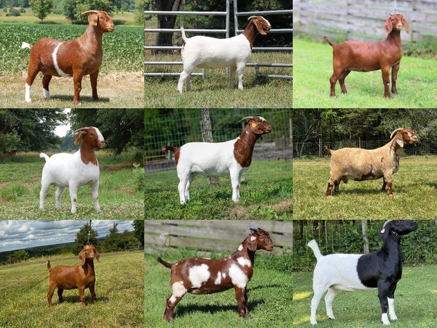 Image for VA Is For Boer Goat Lovers Sale