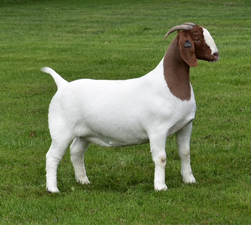 Image for VA Is For Boer Goat Lovers Sale