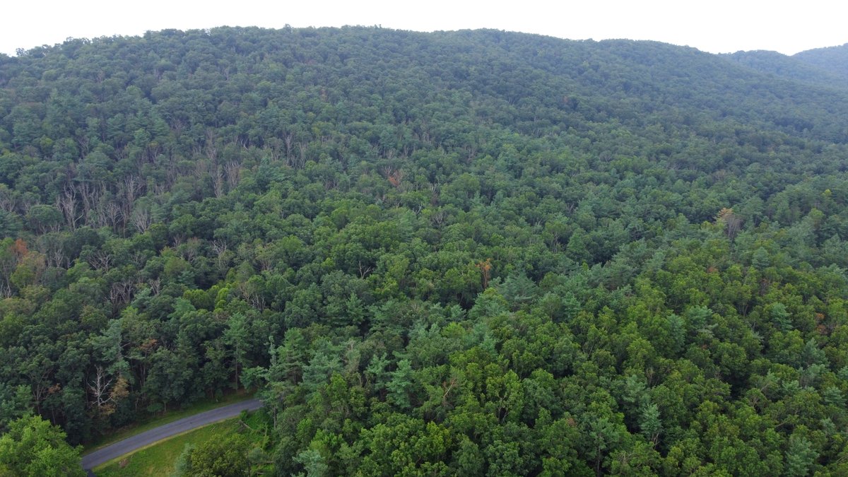 Image for 50+/- Acres Of Land In Rockingham County VA