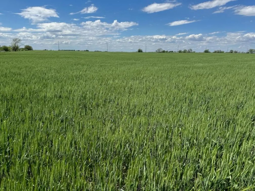 203 Acres of Harvey County, Kansas Tillable – 2 Tracts photo 1