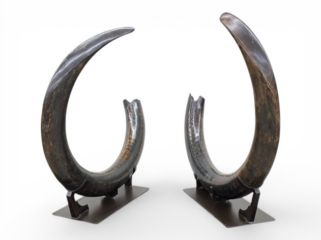 Image for March 2026 Premier Auction