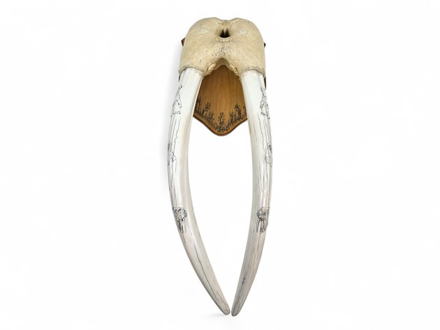 Image for August 2026 Curiosities Auction