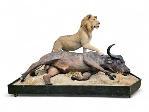 Image for American Bald Eagle Foundation Taxidermy Auction 2026