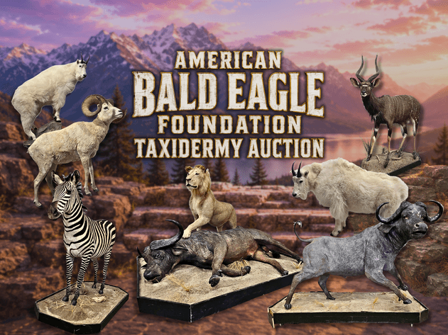 Image for American Bald Eagle Foundation Taxidermy Auction 2026