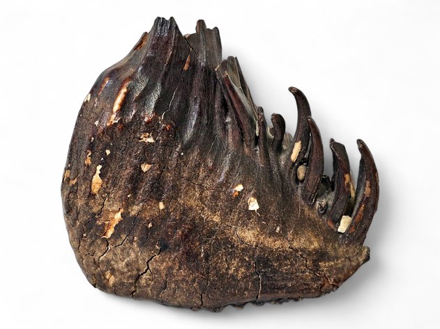 Image for September 2026 Fantastic Finds Auction