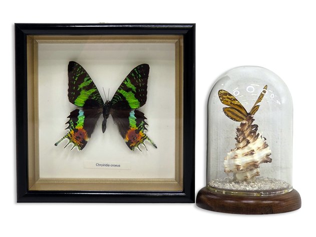 Image for October 2026 Curiosities Auction