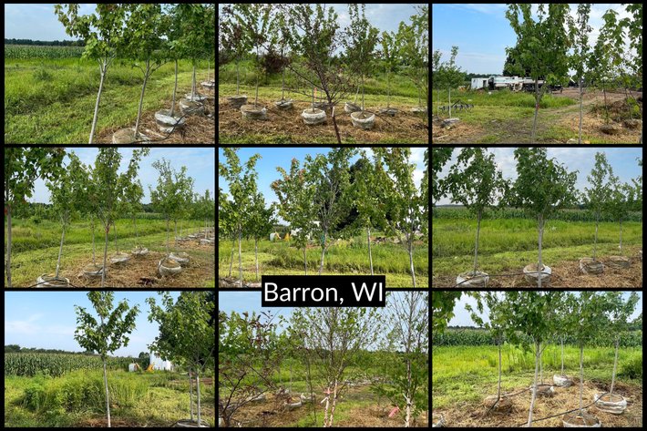 Image for August 2026 Bluestem Landscaping Inventory Reduction of Trees - Barron, WI