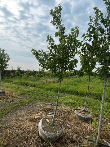 Image for August 2026 Bluestem Landscaping Inventory Reduction of Trees - Barron, WI