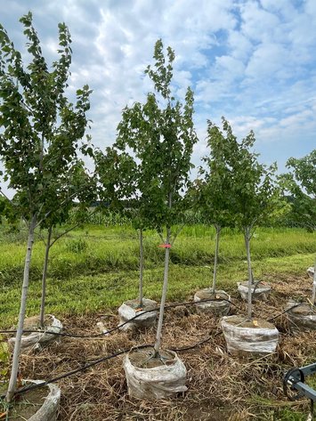 Image for August 2026 Bluestem Landscaping Inventory Reduction of Trees - Barron, WI