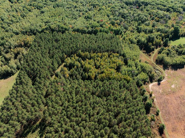 Image for 40± Acres of Wooded Hunting Land Offered in 2 Parcels Near Trego, WI - Washburn County