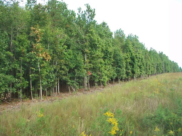 Image for ABSOLUTE TRUSTEE AUCTION - AN APPROXIMATELY 1,920' SHOP/OFFICE METAL BUILDING ON 34.755 ACRES - GRETNA