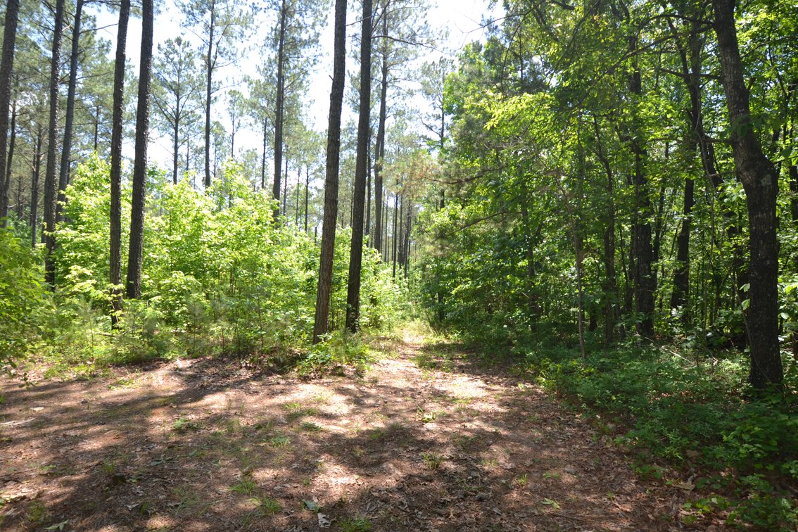 Image for 75+/- Acres in Woodland, Alabama - Offered in 7 Individual Tracts