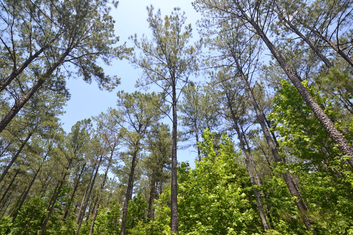 Image for 75+/- Acres in Woodland, Alabama - Offered in 7 Individual Tracts