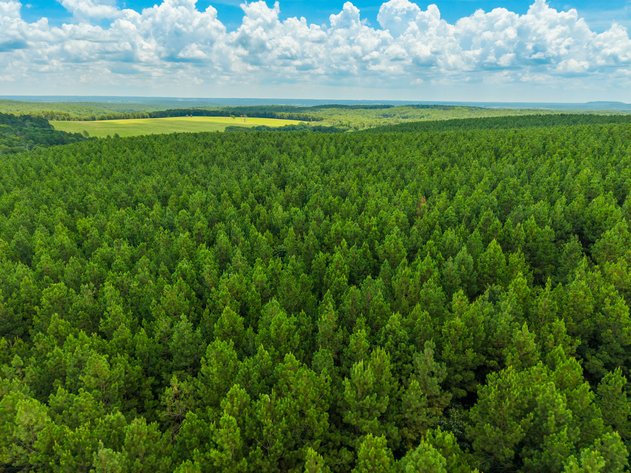 84± ACRE ONLINE ONLY LAND AUCTION | QUITMAN, AR