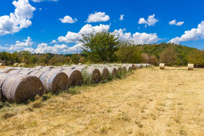 190± ACRE SEBASTIAN COUNTY CATTLE FARM AUCTION – HARTFORD, AR