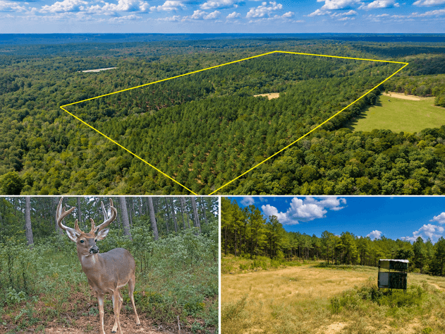 ONLINE ONLY NO RESERVE LAND AUCTION | HEBER SPRINGS, AR