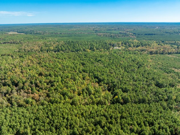 ONLINE ONLY NO RESERVE 117± ACRE DALLAS COUNTY LAND AUCTION | SPARKMAN, AR