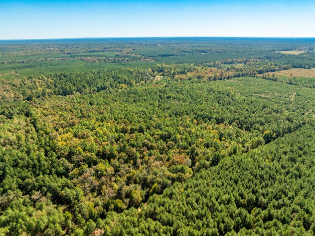 ONLINE ONLY NO RESERVE 117± ACRE DALLAS COUNTY LAND AUCTION | SPARKMAN, AR