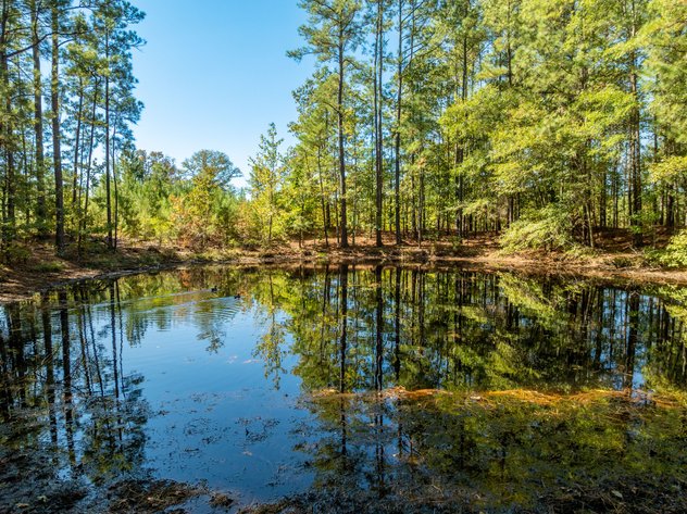 ONLINE ONLY NO RESERVE 117± ACRE DALLAS COUNTY LAND AUCTION | SPARKMAN, AR