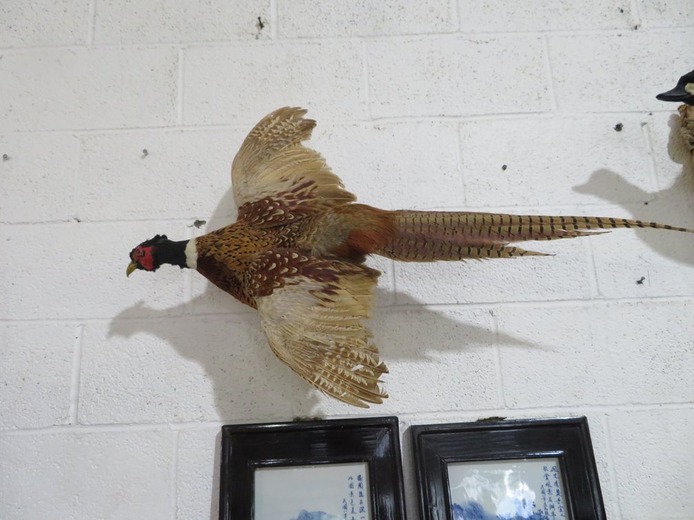 Image for August 20th Antiques and Collectibles