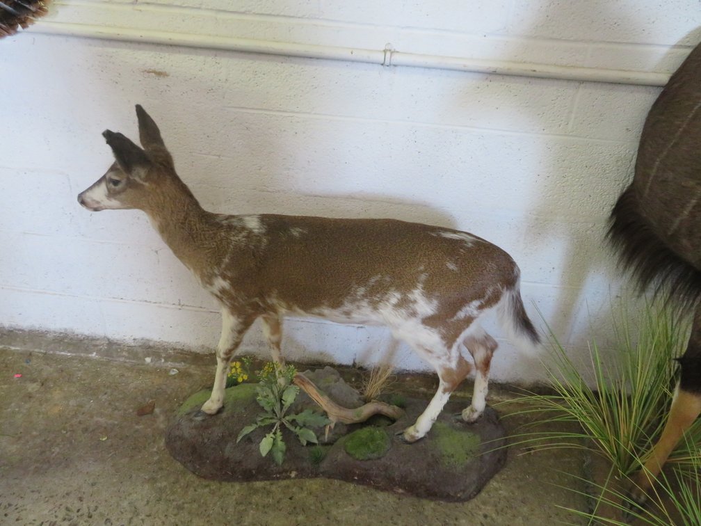 Image for Sportsman and Tremendous Taxidermy Sale