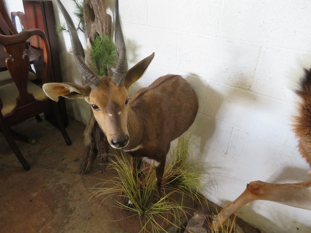 Image for Sportsman and Tremendous Taxidermy Sale