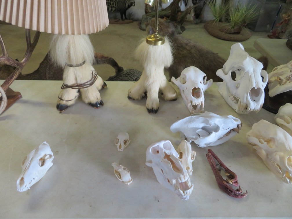 Image for Sportsman and Tremendous Taxidermy Sale