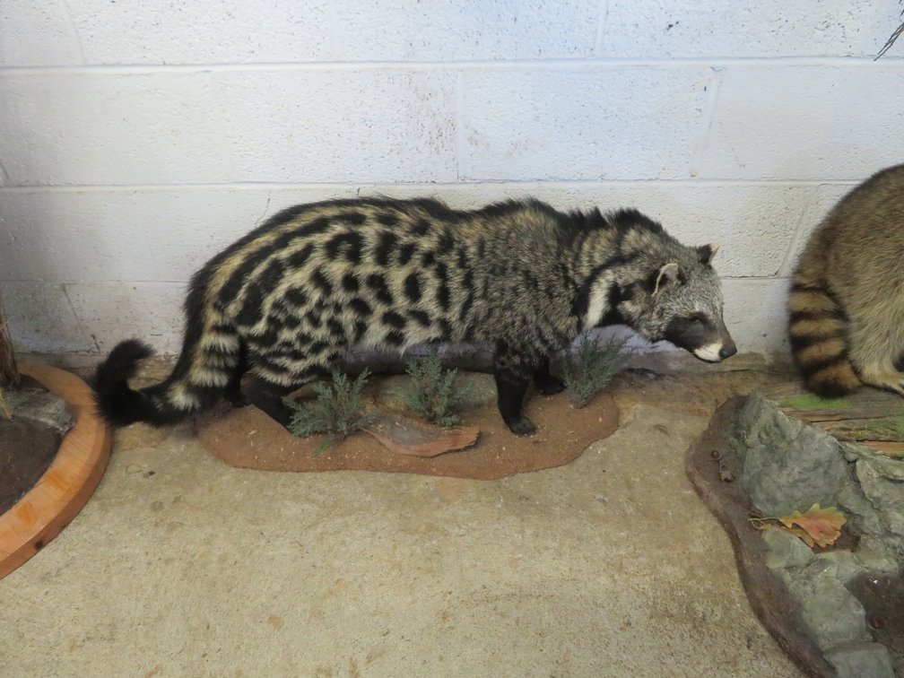 Image for Sportsman and Tremendous Taxidermy Sale