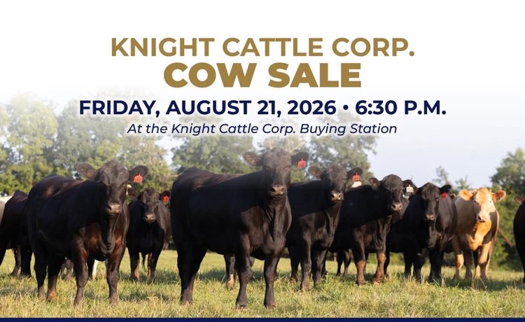 Image for Knight Cattle Corp.- Annual Fall Bred Female Sale