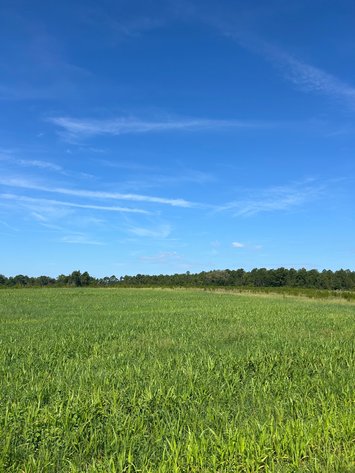Image for ONLINE AUCTION - 288.5 Acres, Laurens County, Georgia