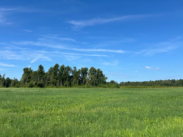 Image for ONLINE AUCTION - 288.5 Acres, Laurens County, Georgia