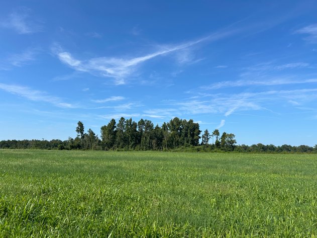 Image for ONLINE AUCTION - 288.5 Acres, Laurens County, Georgia