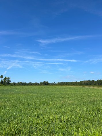 Image for ONLINE AUCTION - 288.5 Acres, Laurens County, Georgia
