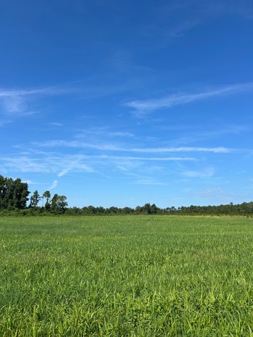 Image for ONLINE AUCTION - 288.5 Acres, Laurens County, Georgia