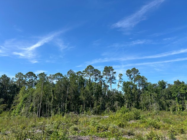 Image for ONLINE AUCTION - 288.5 Acres, Laurens County, Georgia