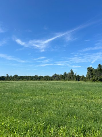 Image for ONLINE AUCTION - 288.5 Acres, Laurens County, Georgia