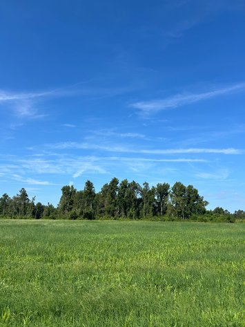 Image for ONLINE AUCTION - 288.5 Acres, Laurens County, Georgia