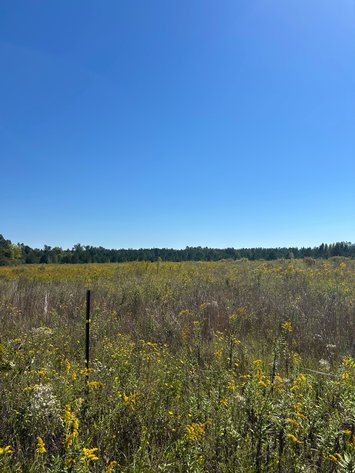 Image for ONLINE AUCTION - 33.96 Acres Laurens County, GA